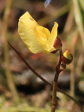 Utricularia bremii