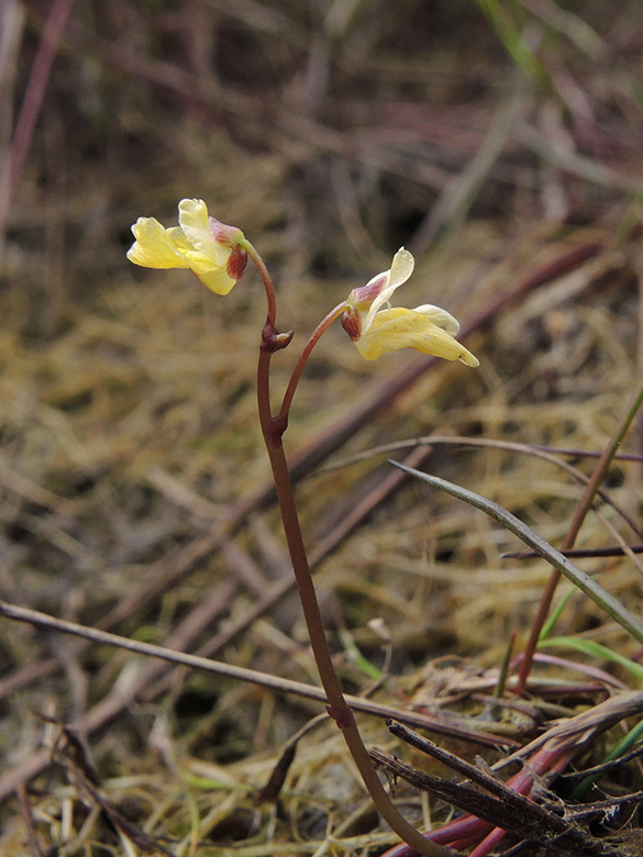 Utricularia minor