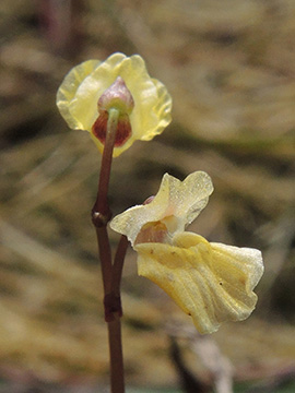 Utricularia minor