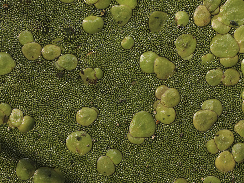 Wolffia globosa