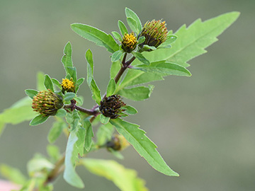 Bidens tripartita