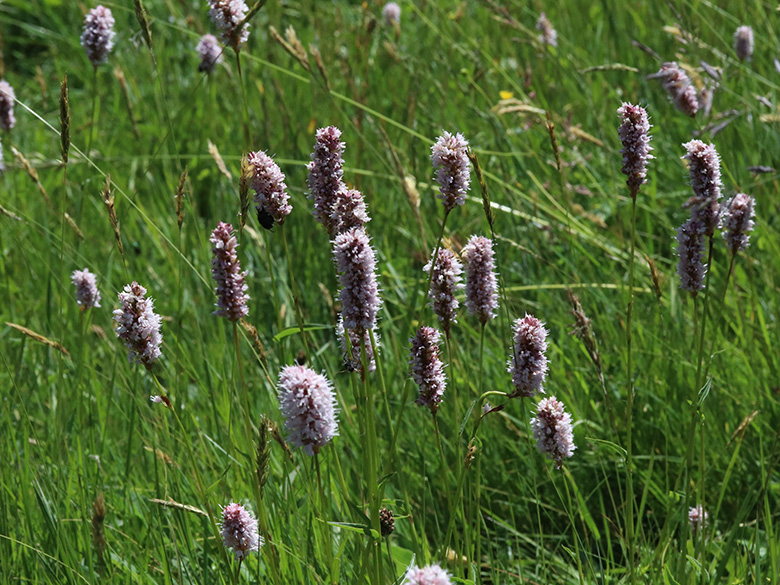 Bistorta officinalis