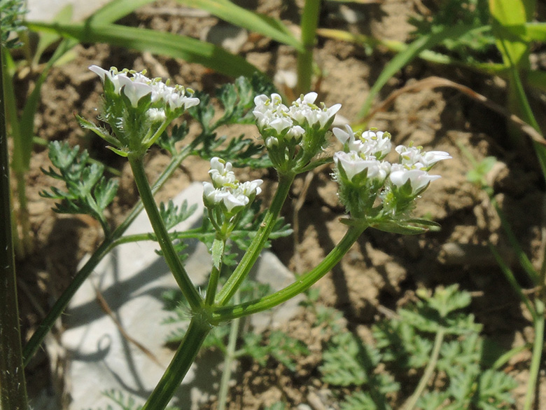 Caucalis platycarpos