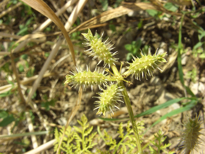 Caucalis platycarpos