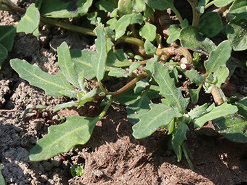 Chenopodium glaucum