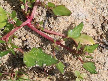 Chenopodium rubrum