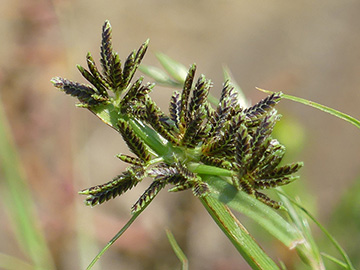 Cyperus fuscus