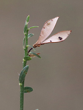 Genista tinctoria