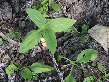 Helianthus annuus