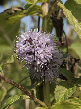 Mentha aquatica