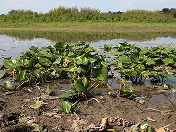 Nuphar lutea