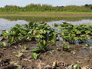 Nuphar lutea