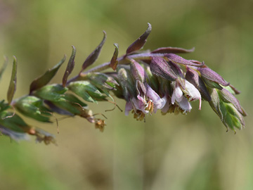 Odontites vulgaris