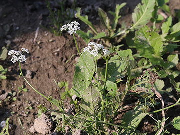 Oenanthe aquatica