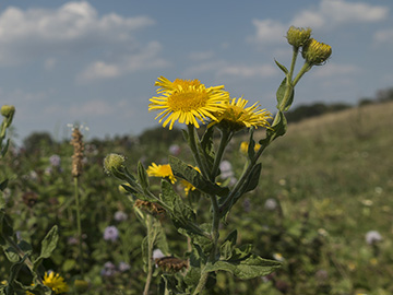 Pulicaria dysenterica