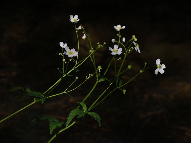 Ranunculus aconitifolius