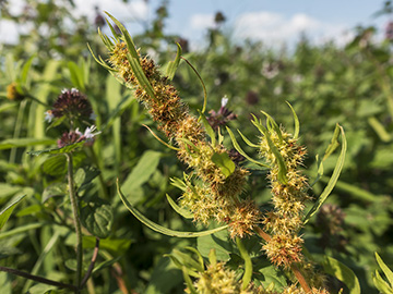 Rumex maritimus