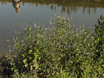 Veronica anagallis-aquatica