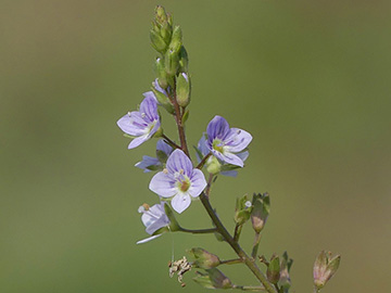 Veronica anagallis-aquatica