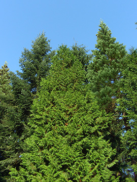 Thuja plicata