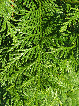 Thuja plicata