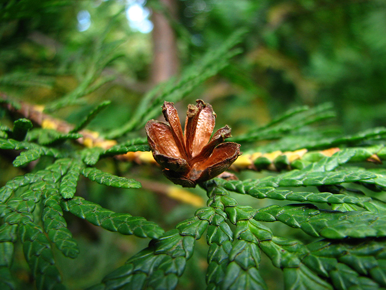 Thuja plicata