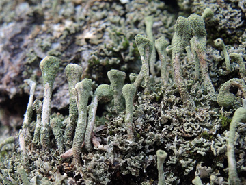 Cladonia fimbriata