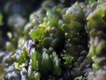 Frullania dilatata