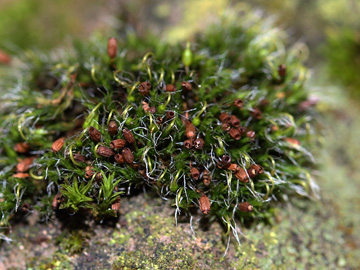 Grimmia pulvinata