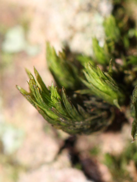 Orthotrichum affine