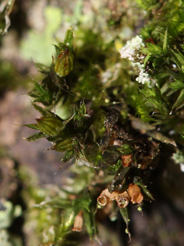 Orthotrichum diaphanum