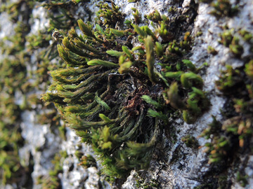 Orthotrichum lyellii