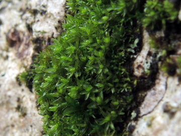 Orthotrichum obtusifolium