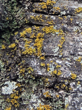 Xanthoria candelaria