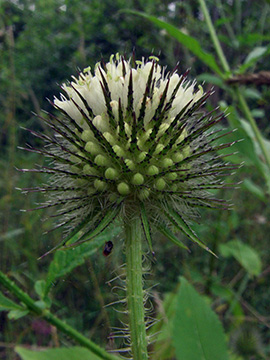 Dipsacus strigosus