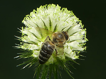 Dipsacus strigosus