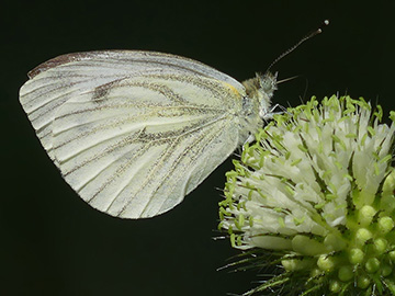 Dipsacus strigosus