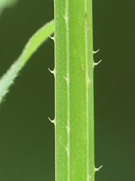 Dipsacus strigosus