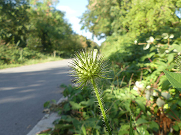 Dipsacus strigosus