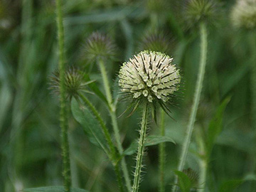 Dipsacus strigosus