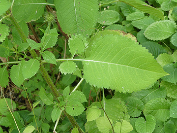 Dipsacus strigosus