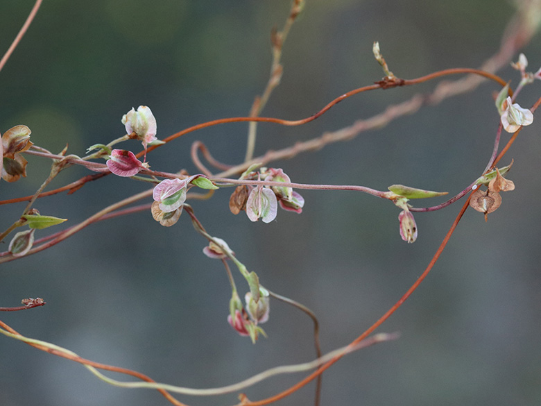 Fallopia dumetorum