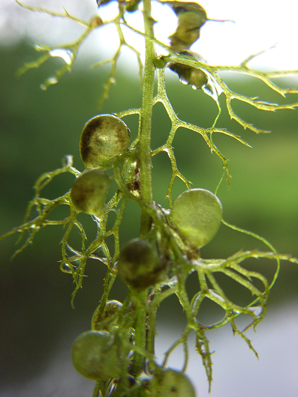 Utricularia australis