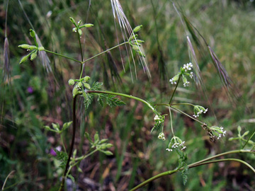 Anthriscus caucalis