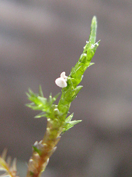 Arrhenia returiga