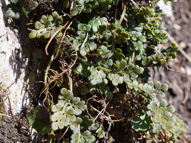 Asplenium ruta-muraria