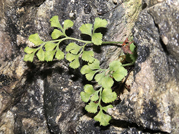 Asplenium ruta-muraria