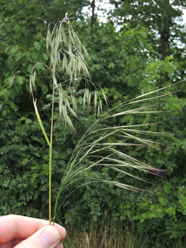 Bromus tectorum sterlilis