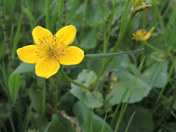 Caltha palustris