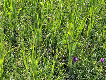 Carex acutiformis